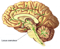 Explainer: The Locus Coeruleus | Lab Land