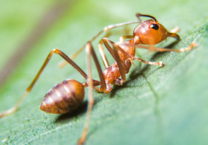 From stinging to soothing: fire ant venom may lead to skin treatments ...