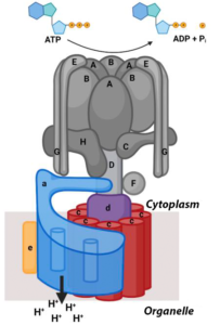 Mutations in V-ATPase proton pump implicated in epilepsy syndrome | Lab ...